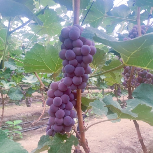双阳区黑鱼村蜜汁葡萄