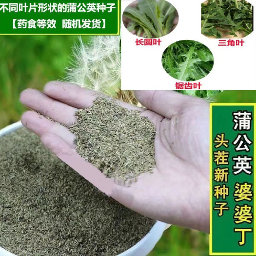 沭阳县新产蒲公英种子籽野菜婆婆丁种植药食用种四季播种多年生蔬菜种子