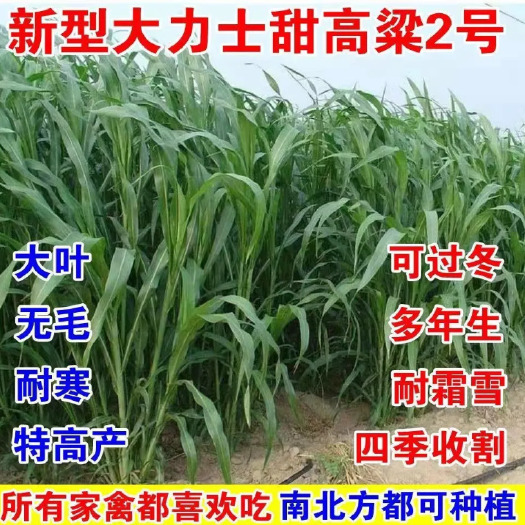 沭阳县甜高粱种子饲用甜高粱牧草种多年生畜牧养殖四季再生甜高粱杆种籽