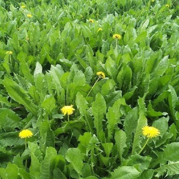 新产蒲公英种子籽野菜婆婆丁种植药食用种四季播种多年生蔬菜种子