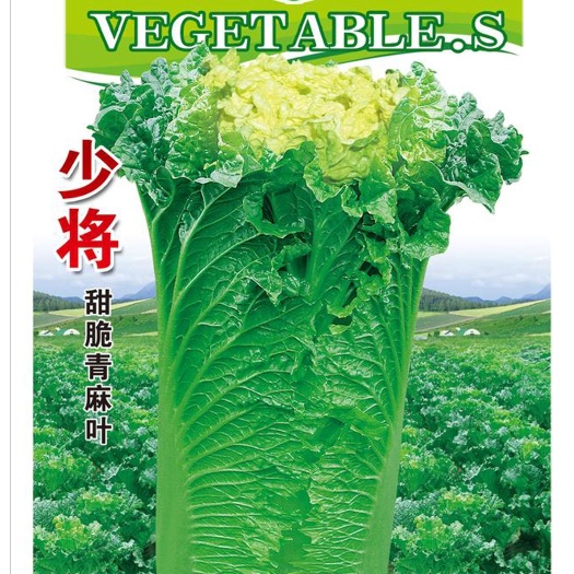 眉山七禾杂交少将青麻叶白菜种子 黄心脆甜可口