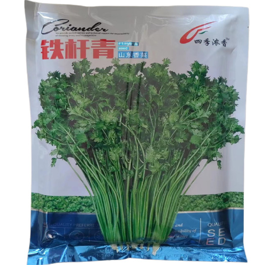 济南小叶香菜种子超级铁杆青香菜种子耐寒耐热高产春夏秋香味浓直