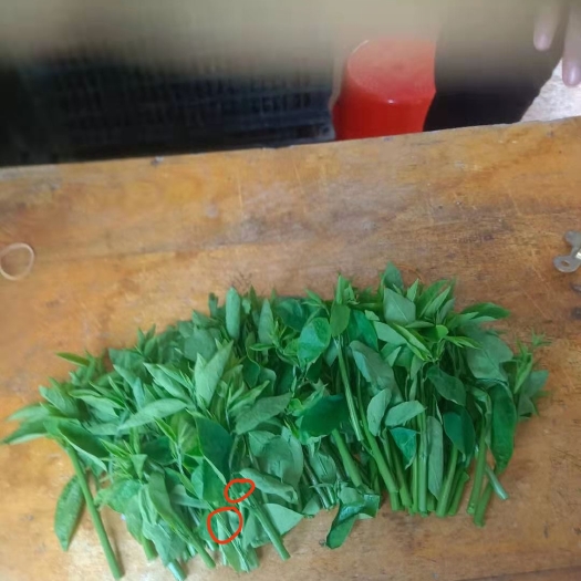 柳州树仔菜