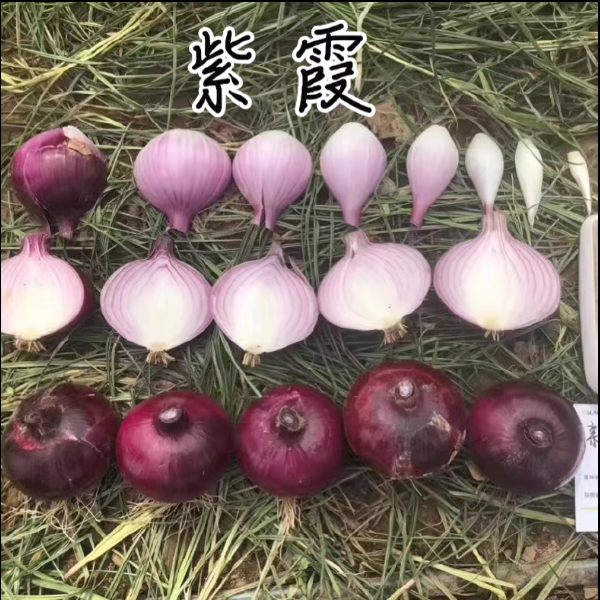 紫霞紫皮洋葱种子，杂交紫皮洋葱种子，耐抽，颜色鲜亮，丰产性好