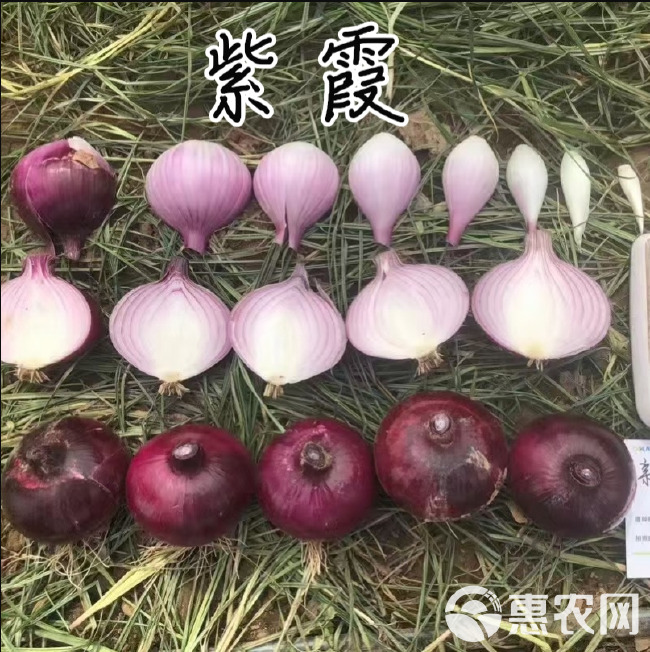 紫霞紫皮洋葱种子，杂交紫皮洋葱种子，耐抽，颜色鲜亮，丰产性好