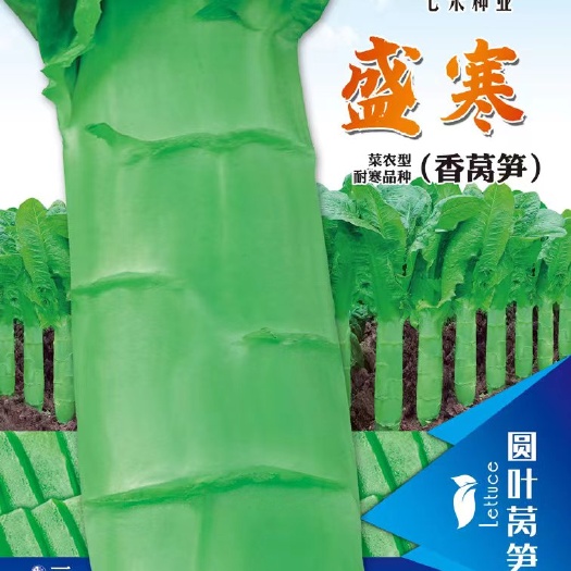 七禾盛寒 圆叶耐寒莴笋种子 三青高桩莴笋种子