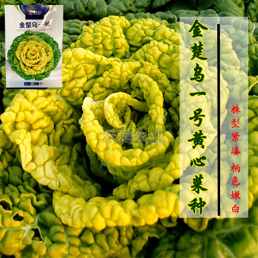 武汉金楚乌一号黄心乌塌菜种子耐寒黄心菜种子菊花心菜籽种