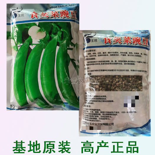 甜脆豌豆种子超甜水果甜豌豆种子早熟耐寒，冬季播春季收，