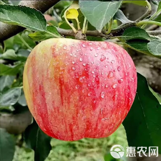 云南昭通华硕红苹果现摘现发果园种植饱满果肉产地直发