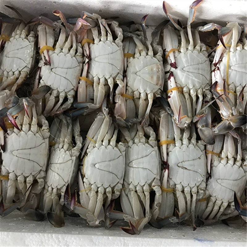 梭子蟹6斤一箱 超大冷冻海洋蟹 自主餐 社区团购 电商平台
