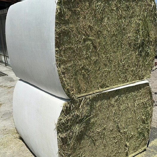 霍尔果斯哈萨克斯坦苜蓿草 高质量