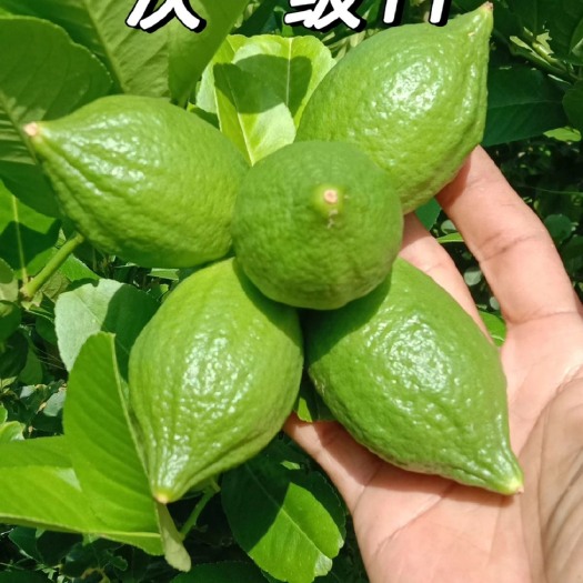 开平市广东香水柠檬