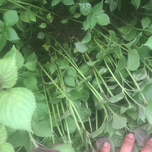 玉林紫苏苗