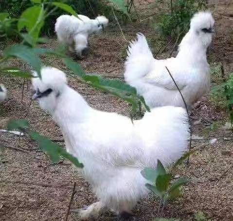 江阴市鸡苗，白乌鸡，白凤乌鸡，泰和白乌鸡