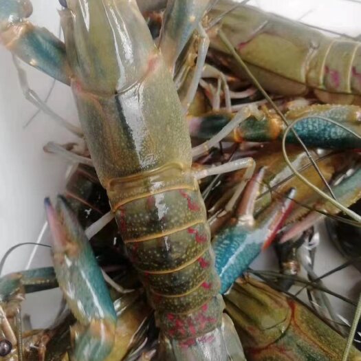 云霄县澳洲小龙虾，澳龙，蓝龙
