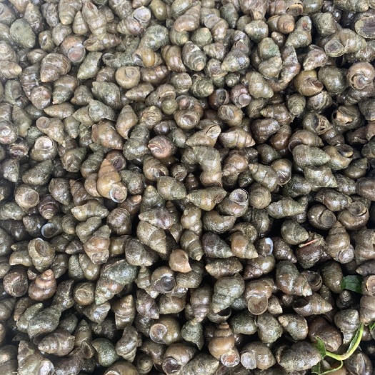 当涂县薄壳食用螺蛳