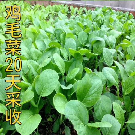沭阳县鸡毛菜种子25天易种青菜菜种籽大全蔬菜种子阳台盆栽小白菜籽四
