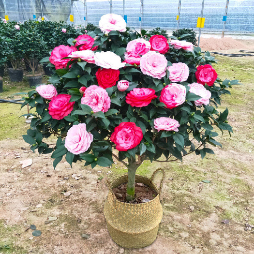 平邑县盆栽茶花 五色赤丹茶花 重瓣茶花 带花苞发货