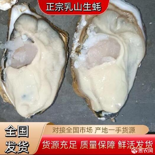 东莞市源头厂家批发 乳山牡蛎 净化