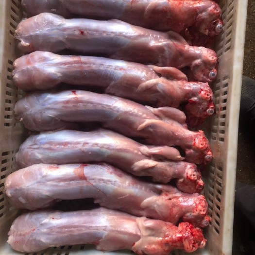 泗水县常年供应带头（去头）保鲜、冷冻兔肉，质优价廉、欢迎咨询订购