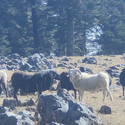 盐源县绵羊 凉山本地羊