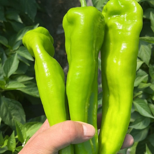 长沙精品牛角椒