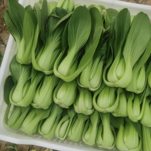 北京油菜快菜。