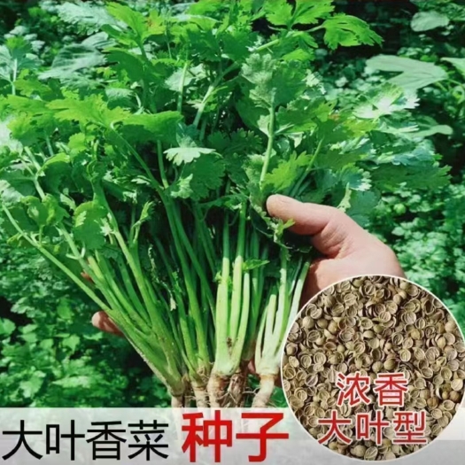 沭阳县香菜种子马齿笕种子菊花叶大叶草种子芫荽种籽香菜籽蔬菜种子