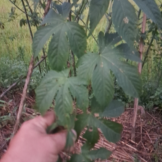 平乐县甜茶叶
