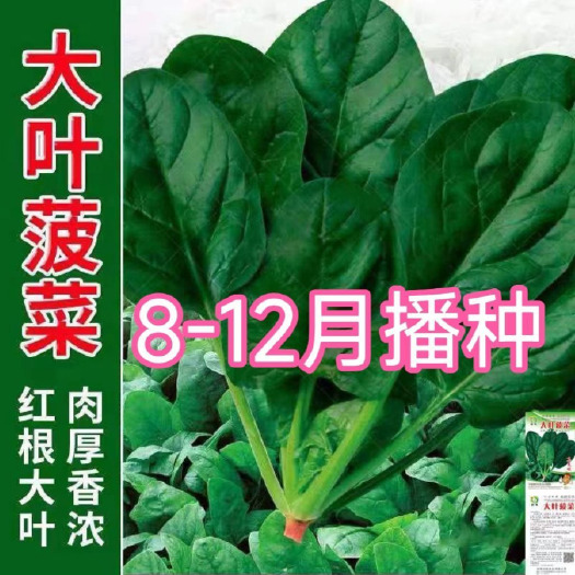 大叶菠菜种子四季易种菠菜籽种子抗病耐热耐寒越冬蔬菜种子