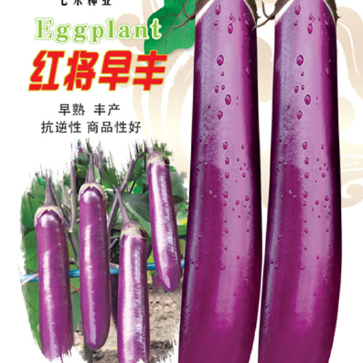 眉山七禾红茄子种子 红将早丰早熟