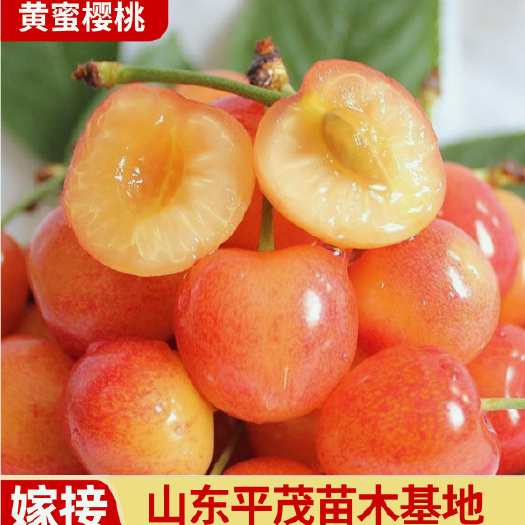 长沙嫁接黄蜜樱桃苗 黄蜜樱桃树苗 基地直发