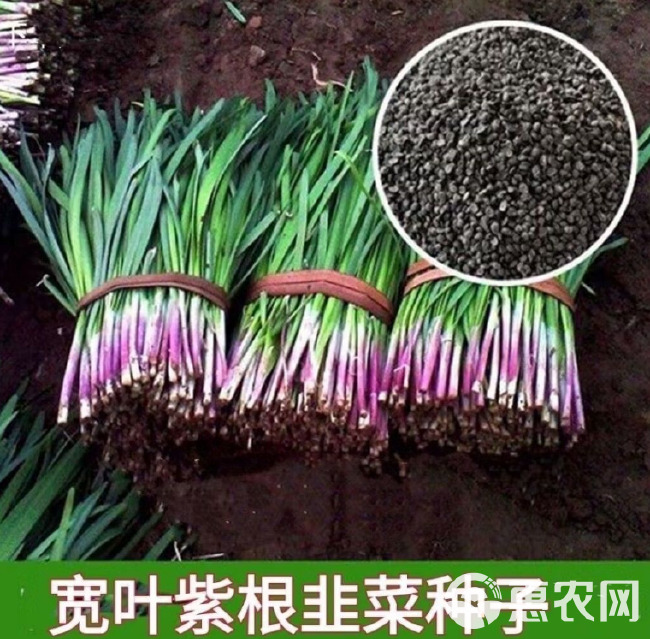 紫根红韭菜种子韭菜籽韭菜种籽紫根红根宽叶大叶耐热耐寒产量高