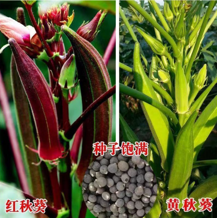 沭阳县秋葵种子 黄秋葵种子 红秋葵种子 水果秋葵 蔬菜种子 四季菜