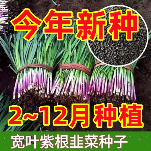 沭阳县紫根红韭菜种子韭菜籽韭菜种籽紫根红根宽叶大叶耐热耐寒产量高