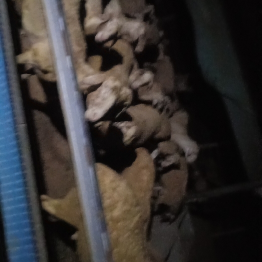 荥阳市胡羊，有怀胎母羊，产后母羊带羔羊，半大公母羊: