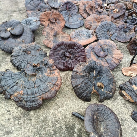 广州纯灵芝，纯灵芝