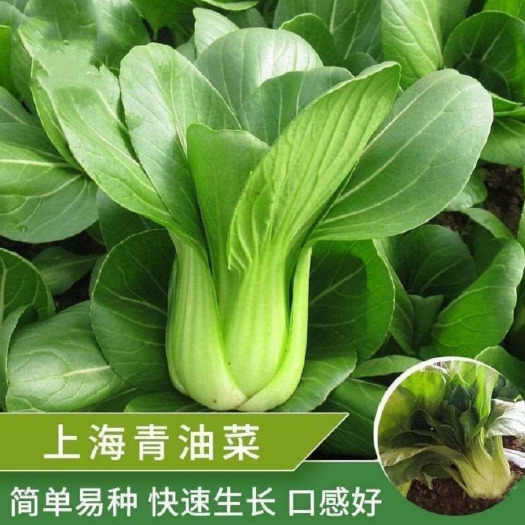 上海青种子蔬菜种籽青菜小白菜四季种孑易种盆栽春夏秋冬季