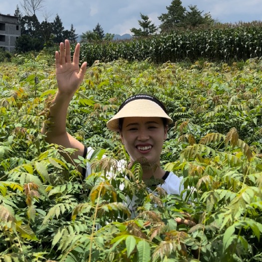 利川市栾树苗一年生1.5-2米