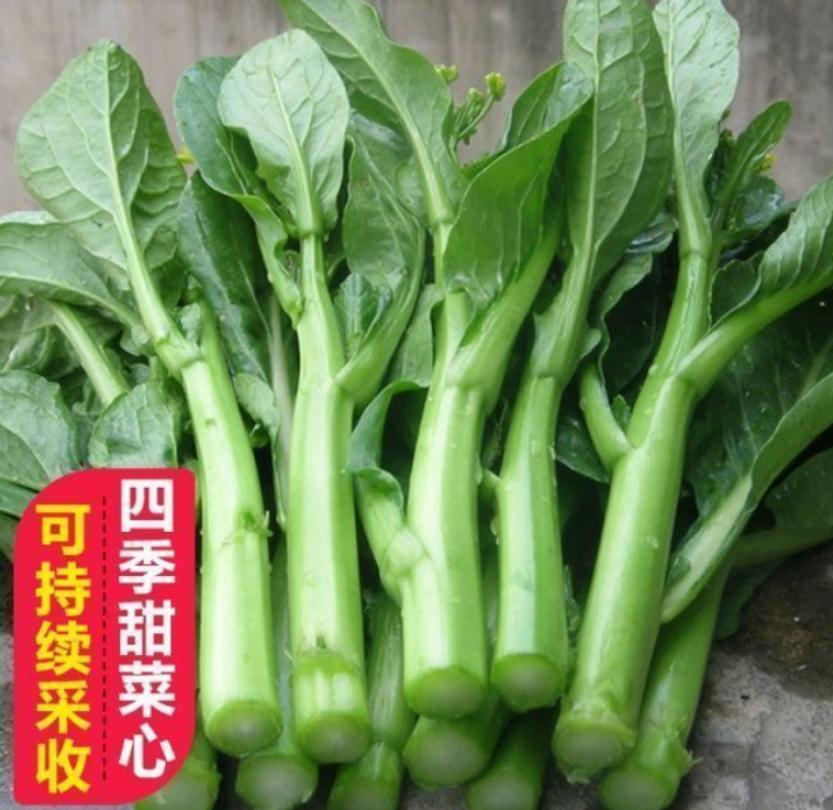 沭阳县甜脆四九甜菜心种子早熟耐高温春秋四季超甜菜苔种籽农家蔬菜种子