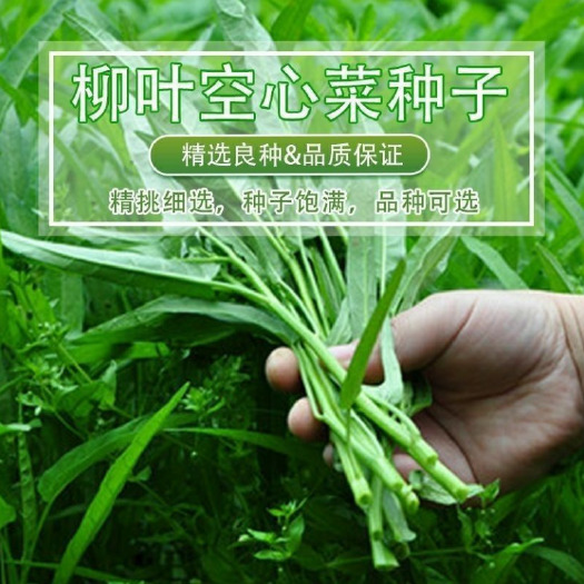 沭阳县柳叶空心菜种子大叶空心菜种子阳台盆栽蔬菜种子农家四季播种