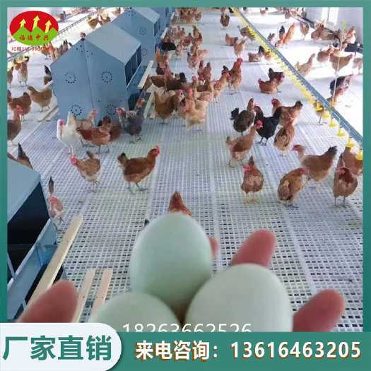 鸡用产蛋箱 24穴产蛋箱 母鸡下蛋窝规格型号