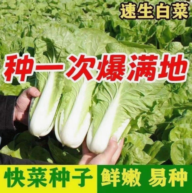 沭阳县奶油快菜种子20天成熟四季速生耐热耐高温高产小白菜种子蔬菜种