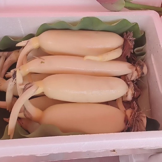 桓台县莲藕，脆藕，鲜藕，藕芽