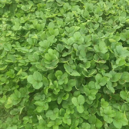 宿州优质脱毒，红颜草莓苗，甜宝草莓苗