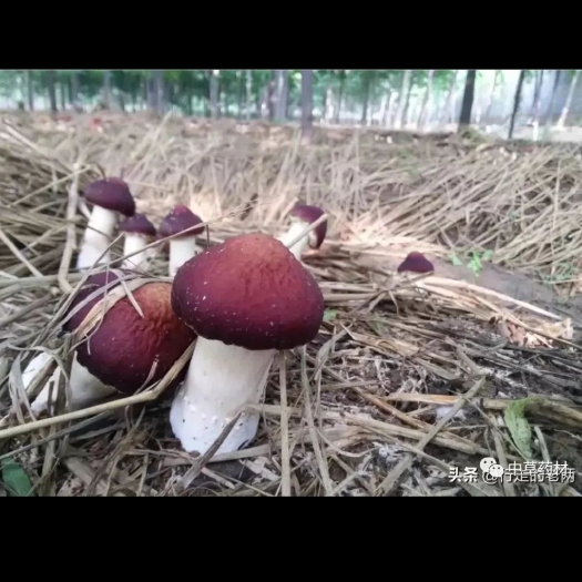 萝北县九月中旬产新