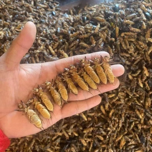 桂平市蝼蛄，土狗虫
