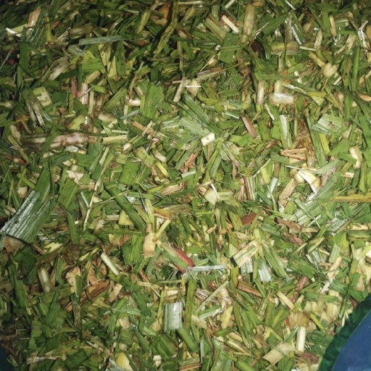 运城青储草