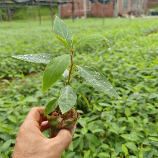 木姜子（山苍子）苗，现有30万山苍子杯苗供应，欢迎联系