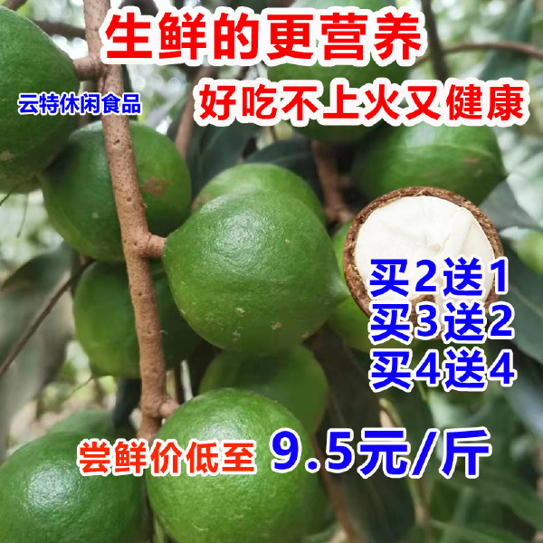 彝山香云南新鲜夏威夷果原味生果澳洲坚果